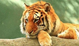 腾虎什么时候爆料的啊视频,揭秘幕后真相